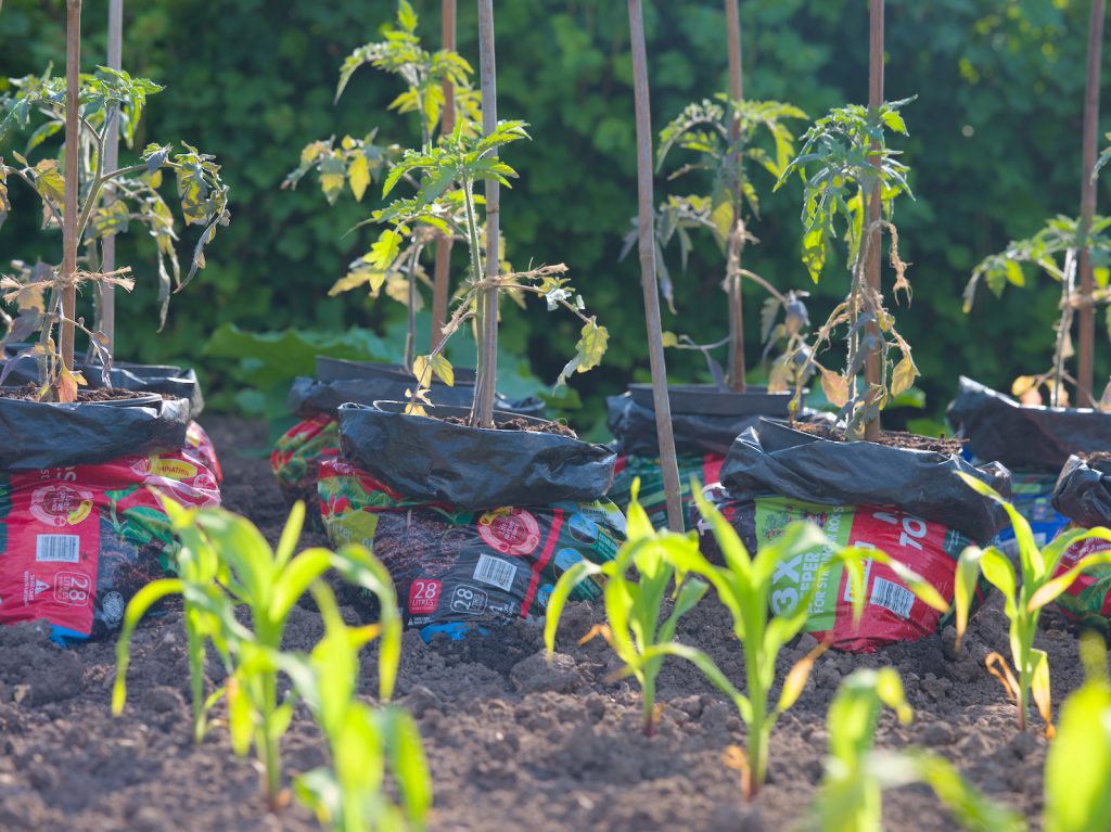Tomatoes growing in a bag with sweat corn in front at the Ottery Allotments