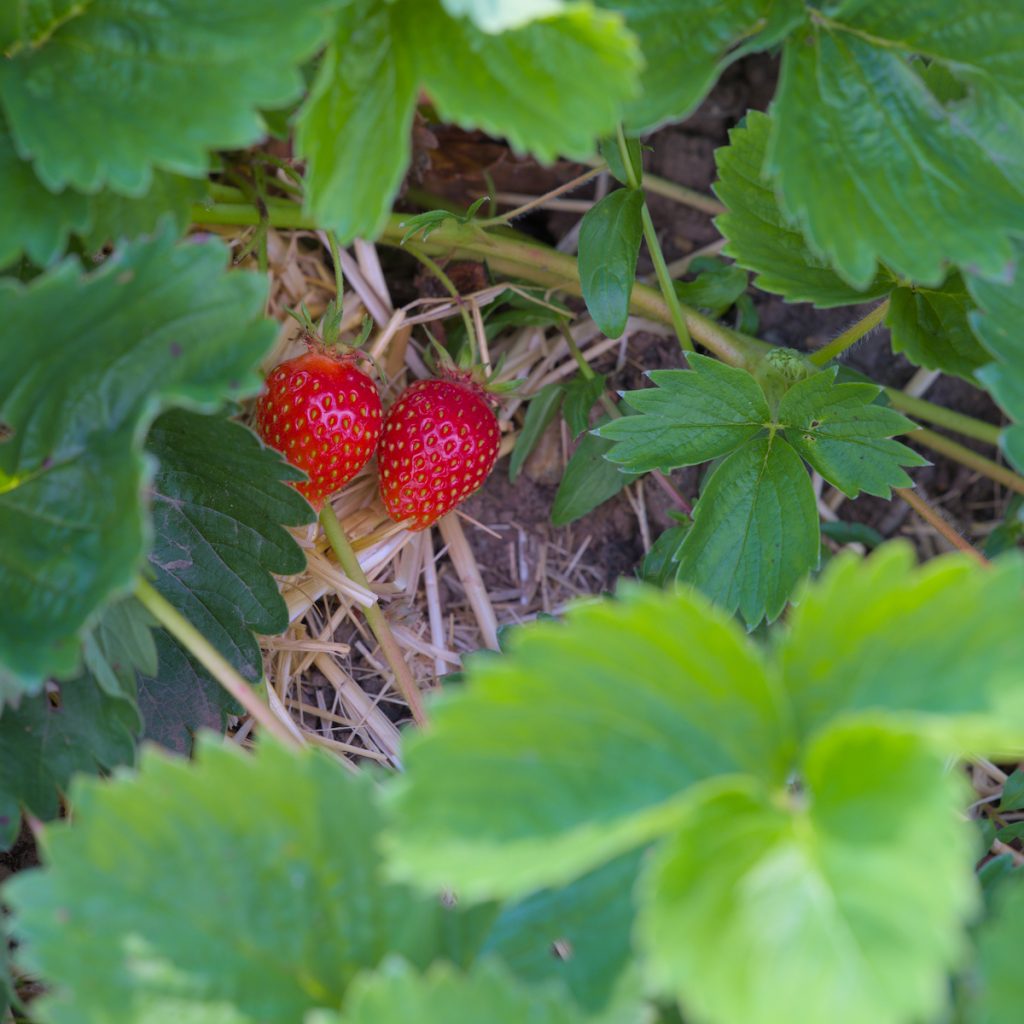 Ripe strawberries at the Ottery Allotments
