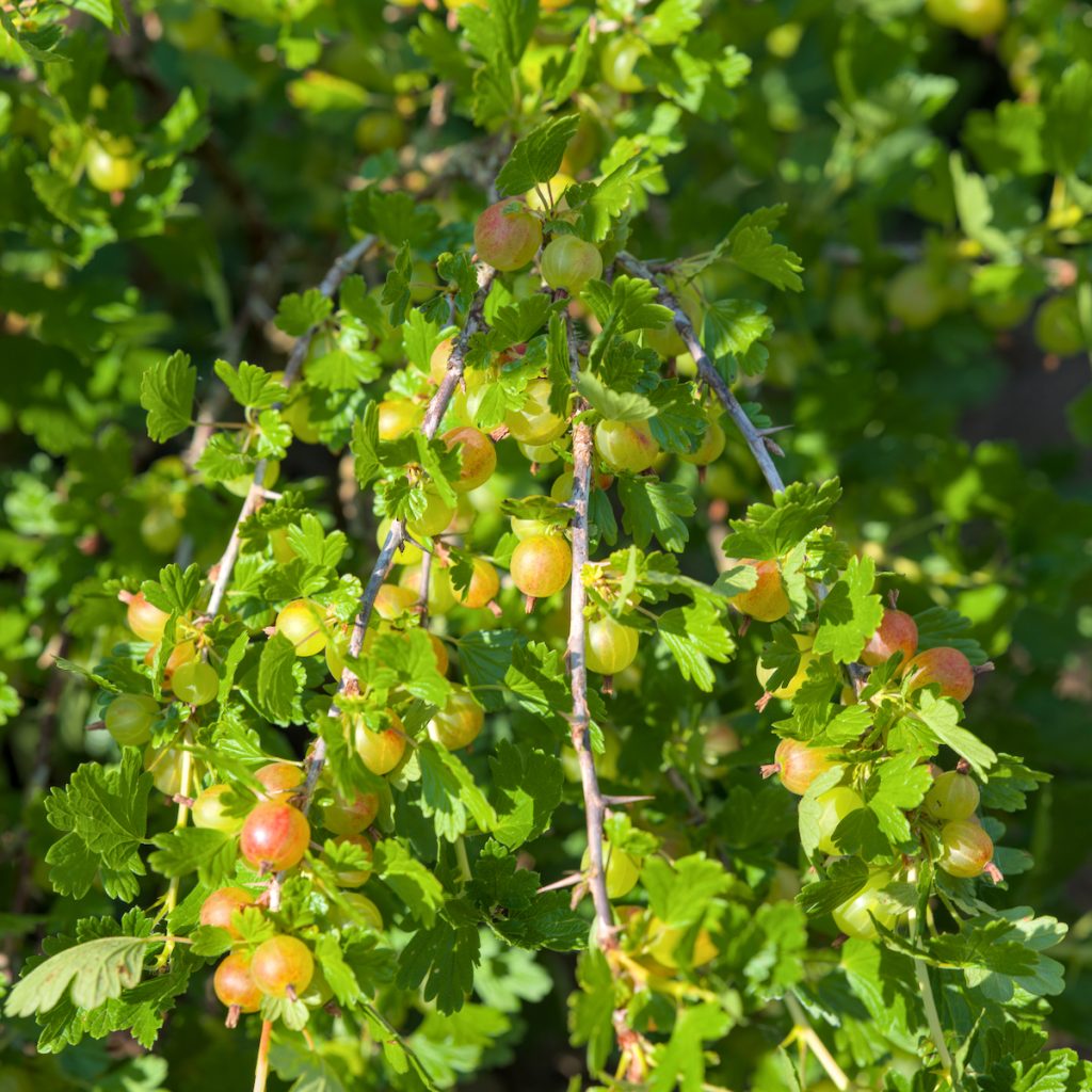Gooseberries at the Ottery Allotments