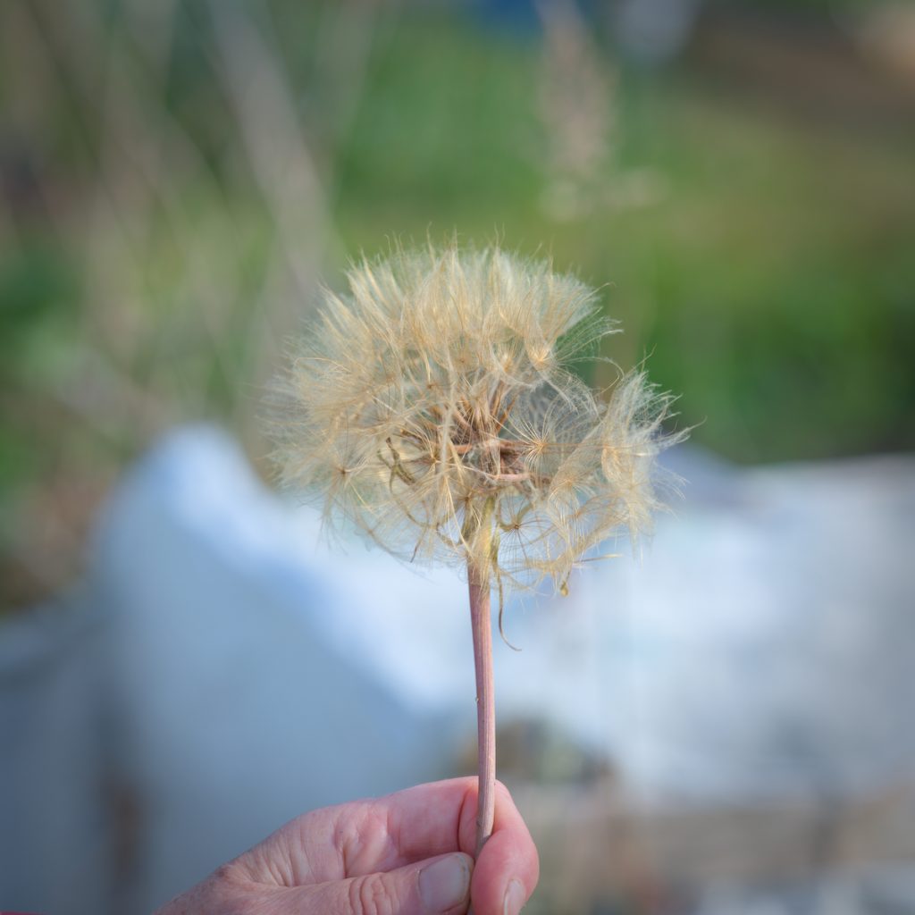 Large seed head at the Ottery Allotments