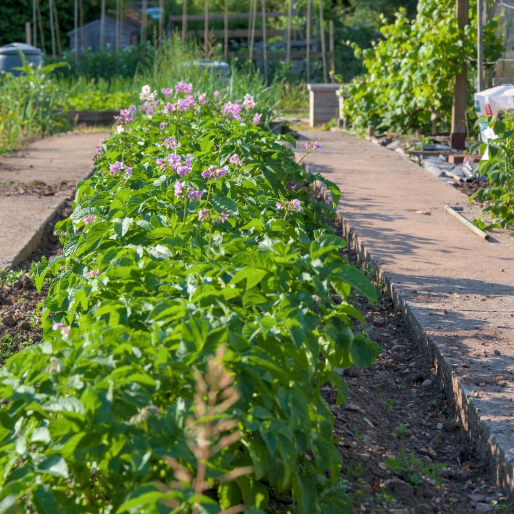 Row of potatoes at the Ottery Allotments
